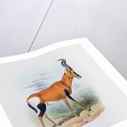 Antelope by Joseph & Smit J. Wolf