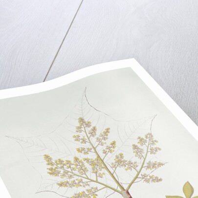 Sterculia Urens by School English