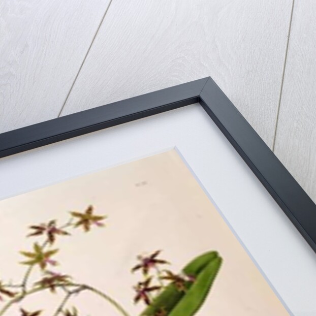 Odontoglossum Hastatum by School English