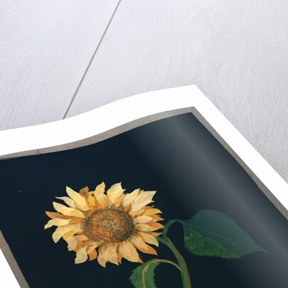 Sunflower by Mary Granville Delany