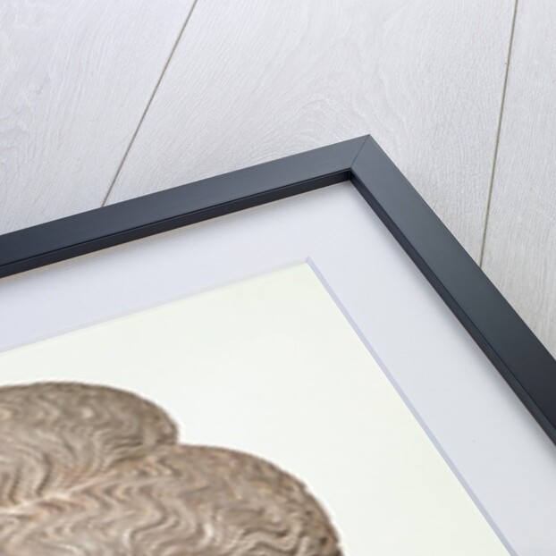 Head from a statue of the Buddha, from Gandhara, north-west India by Indian School