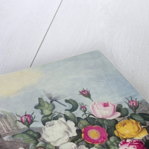 Roses by Robert John (after) Thornton