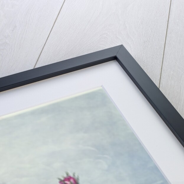 Roses by Robert John (after) Thornton