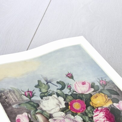 Roses by Robert John (after) Thornton