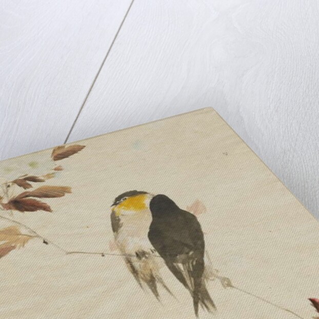 Birds on a Branchm, 1871-1917 by Watanabe Seitei