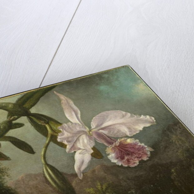 Orchid Blossoms, 1873 by Martin Johnson Heade