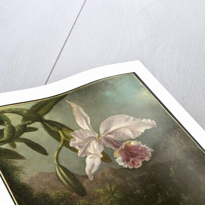 Orchid Blossoms, 1873 by Martin Johnson Heade
