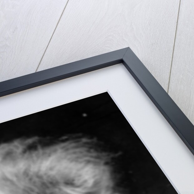 Portrait of Norwegian writer Bjoernstjerne Bjoernson by German Photographer