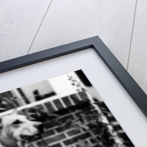 Portrait of German writer Paul Eipper with his dog by German Photographer