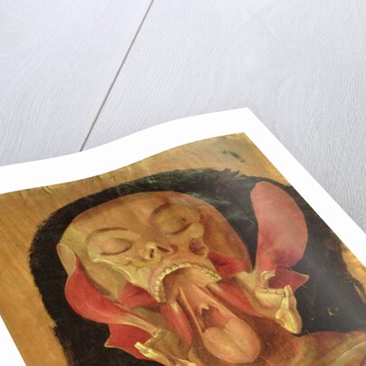 Anatomical drawing of the head by Hieronymus Fabricius ab Aquapendente