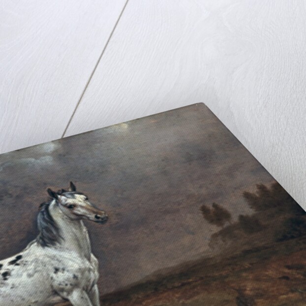 The Piebald Horse, 1653 by Paulus Potter