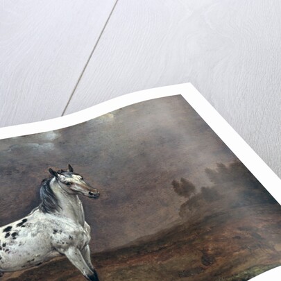 The Piebald Horse, 1653 by Paulus Potter