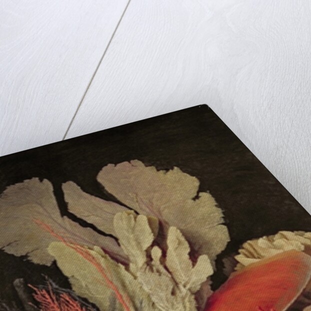 Seaweed, Lithophytes and Seashells by Anne Vallayer-Coster