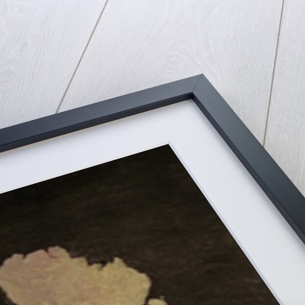 Seaweed, Lithophytes and Seashells by Anne Vallayer-Coster