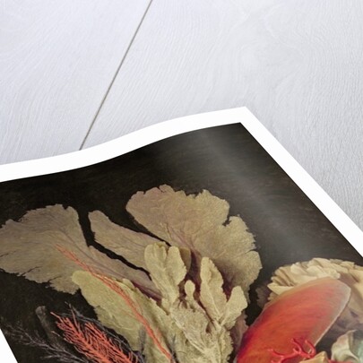 Seaweed, Lithophytes and Seashells by Anne Vallayer-Coster