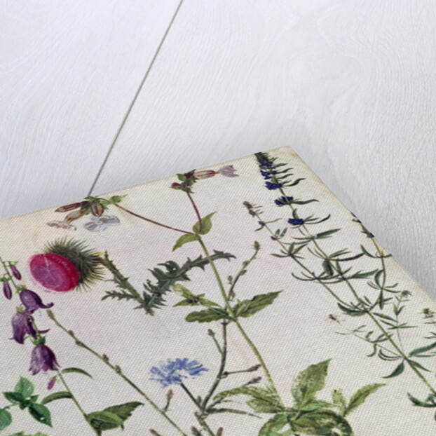 Eight Studies of Wild Flowers, 16th century by Hans Hoffmann