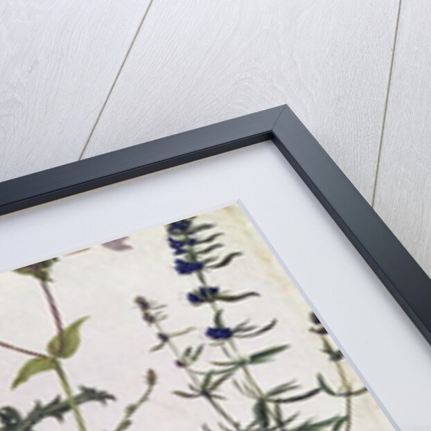 Eight Studies of Wild Flowers, 16th century by Hans Hoffmann