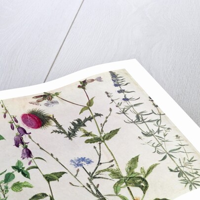 Eight Studies of Wild Flowers, 16th century by Hans Hoffmann