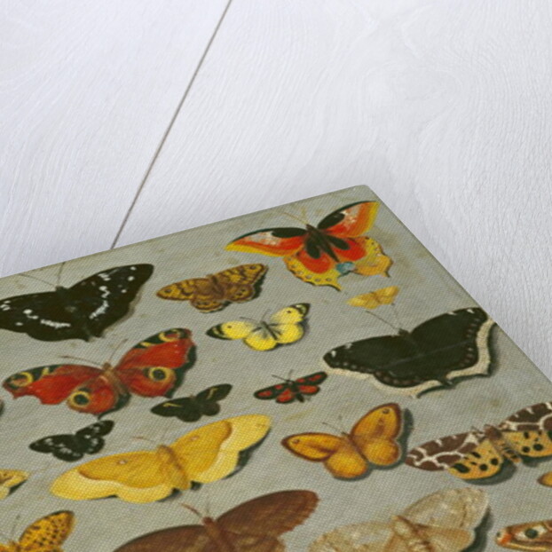 Butterflies by Flemish School