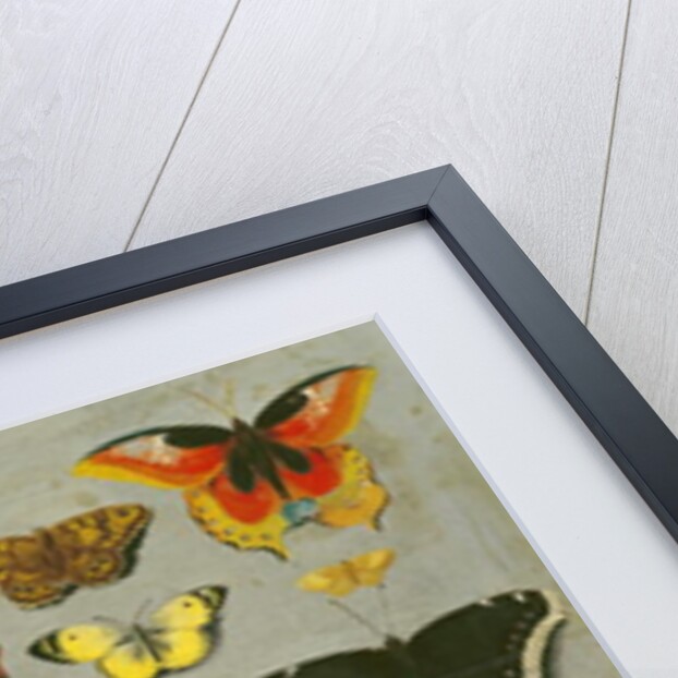 Butterflies by Flemish School