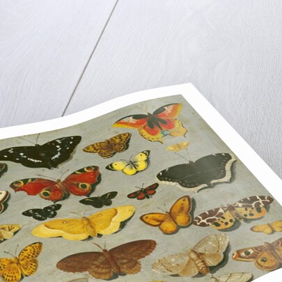 Butterflies by Flemish School