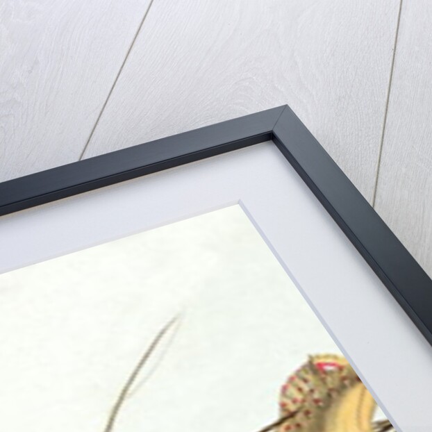 Louis XVIII and his Family Reviewing the Royal Troops at the Champ de Mars, 20th June 1814, the day of the blessing of the flags of the Garde Royale by French School
