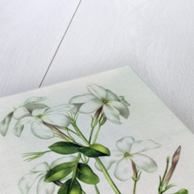 Fol.30 Jasmine by Nicolas Robert