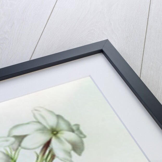 Fol.30 Jasmine by Nicolas Robert