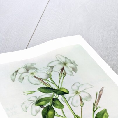 Fol.30 Jasmine by Nicolas Robert