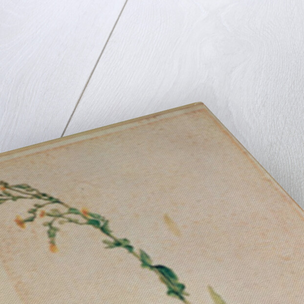 A Tobacco Plant by Albrecht Dürer or Duerer