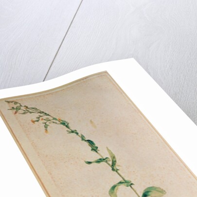 A Tobacco Plant by Albrecht Dürer or Duerer