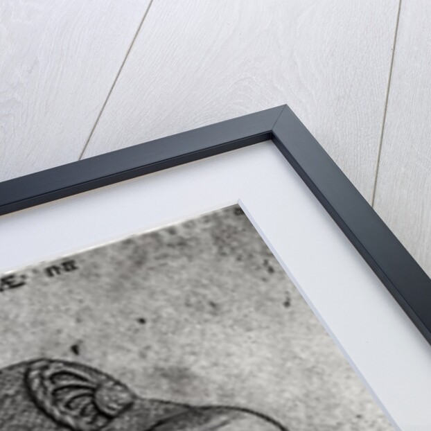 Jacob II Fugger Count of the Empire by French School