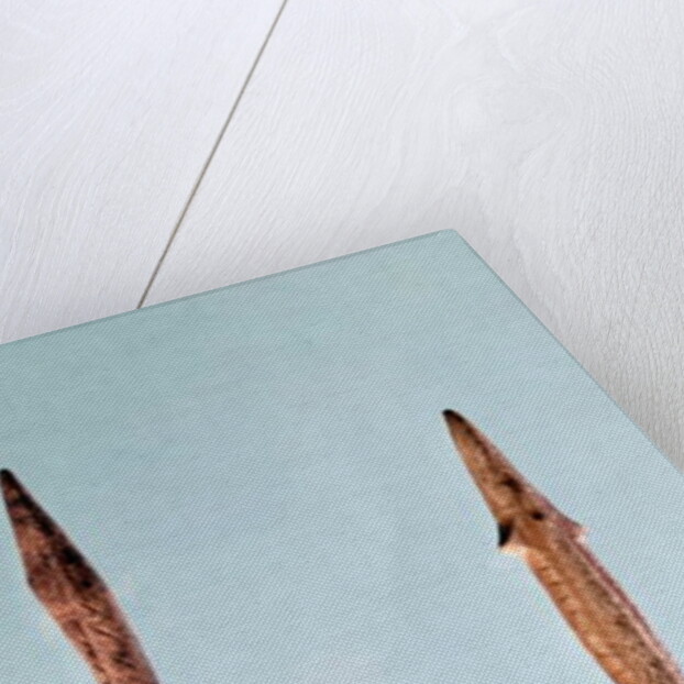 Two Harpoons, Upper Paleolithic Period, 35000-10000 BC by Prehistoric Prehistoric