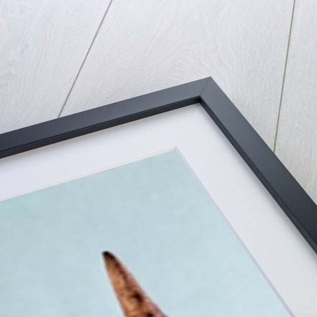 Two Harpoons, Upper Paleolithic Period, 35000-10000 BC by Prehistoric Prehistoric