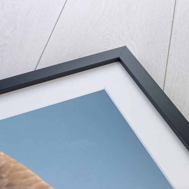 Solutrean 'laurel leaf' blade, found at Volgu, 20000-15000 BC by Paleolithic Paleolithic