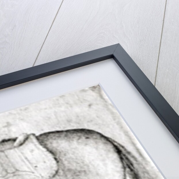 Mule by Antonio Pisanello