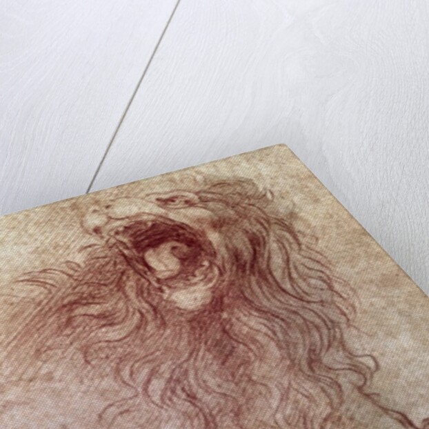 Sketch of a roaring lion by Leonardo da Vinci
