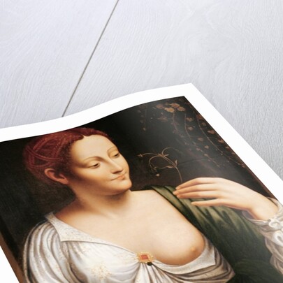 Columbine by School of Leonardo da Vinci