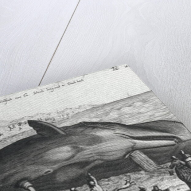 Dead whale by German School