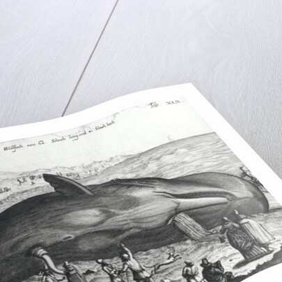 Dead whale by German School