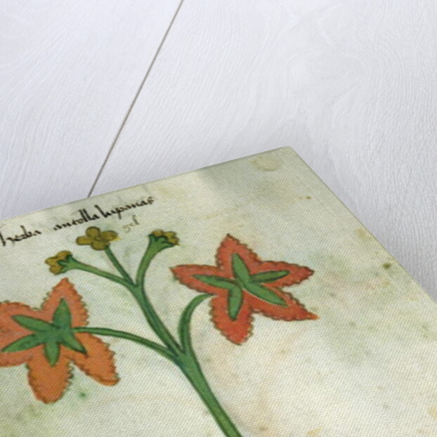 Ms 320 M Fol.13r Herba Antollas Lupanas by Italian School