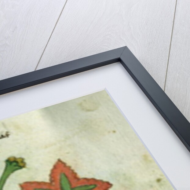 Ms 320 M Fol.13r Herba Antollas Lupanas by Italian School