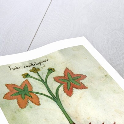 Ms 320 M Fol.13r Herba Antollas Lupanas by Italian School