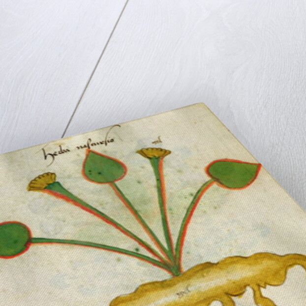 Ms 320 M Fol.29v Herba Nastrusio by Italian School