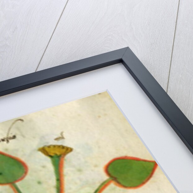 Ms 320 M Fol.29v Herba Nastrusio by Italian School