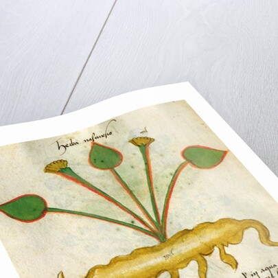 Ms 320 M Fol.29v Herba Nastrusio by Italian School