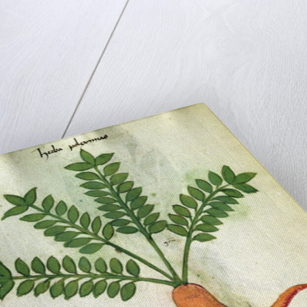 Ms 320 M Fol.31 Herba Poleximas by Italian School