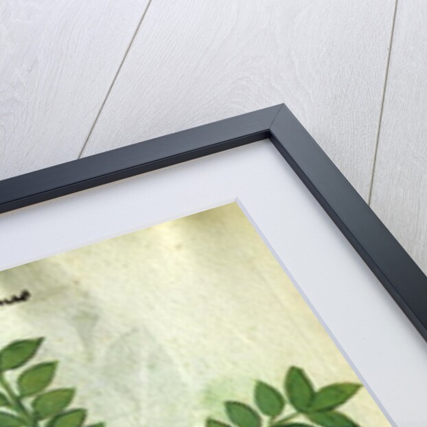 Ms 320 M Fol.31 Herba Poleximas by Italian School