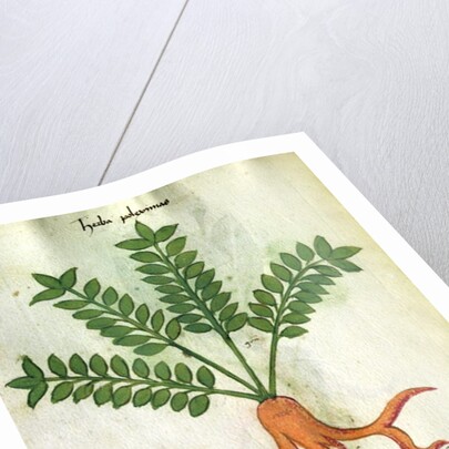 Ms 320 M Fol.31 Herba Poleximas by Italian School