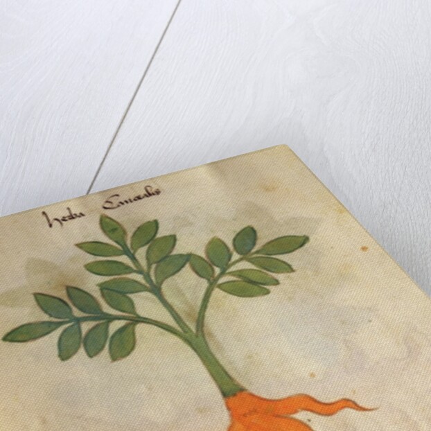 Ms 320 M fol.14r Herba Cancealis by Italian School